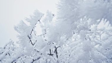 Branches covered by hoarfrost, first snow, icy crystals. Winter frosty morning in forest. Beautiful landscape, tree on grey sky background.