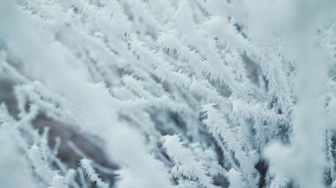 Branches covered by hoarfrost, first snow, icy crystals. Winter frosty morning in forest. Beautiful landscape. High quality 4k footage