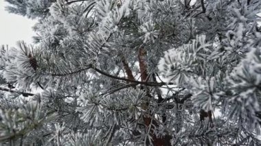 Pine, spruce branches covered by snow, hoarfrost. Snowbound conifer tree. Winter frosty morning in forest. . High quality 4k footage