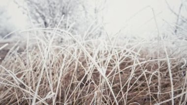 Grass covered by hoarfrost, first snow. Winter frosty morning. Amazing landscape, swaying on cold wind. High quality 4k footage