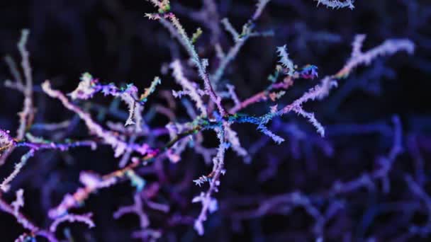 Ramuri Acoperite Îngheț Prima Zăpadă Cristale Gheață Noapte Flicker Neon — Videoclip de stoc