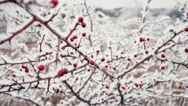 Red Rose Hips Berries Branches Covered Snow Hoarfrost Winter Rosa — Stock videók
