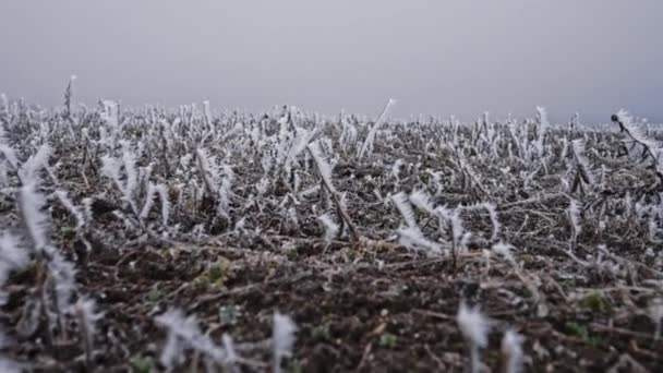 Dolly Shot Cold Earth Grass Covered Hoarfrost Winter Landscape High — Stockvideo
