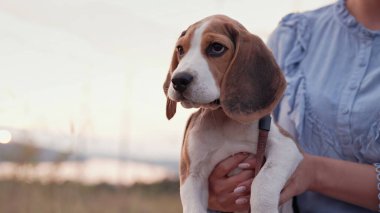 Beagle puppy with his owner. Woman stroking dog on blue backdrop. Cute lovely pet, new member of family. High quality photo