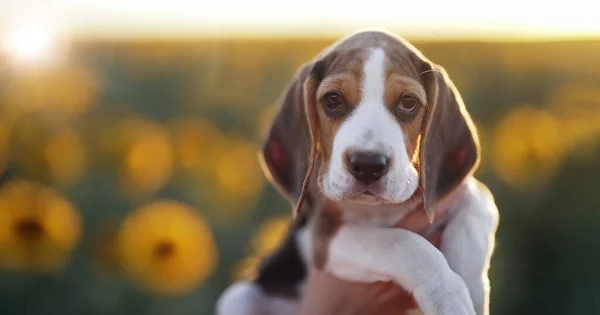 Little puppy of beagle sniffs sunflower flower in field. Beagles is always hungry, Diet, advertising pet food, dog\'s feed, concept. High quality photo