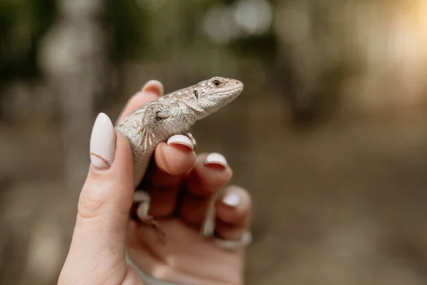 Lizard in female hands. Beautiful reptile. Exotic tropical animals concept. High quality photo