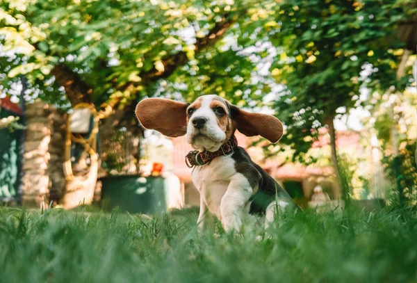 公园绿草中的小猎犬的肖像 可爱的宠物 新的家庭成员 高质量的照片 — 图库照片