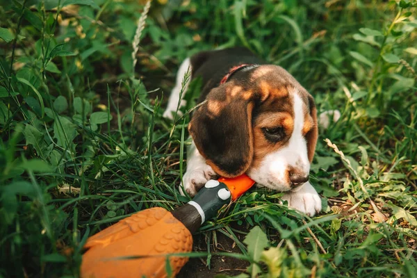 Porträtt Beagle Valp Grönt Gräs Parken Söt Härlig Husdjur Familjemedlem — Stockfoto