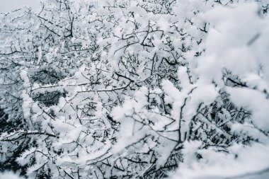 Winter wonderland - bush, tree under rime ice, hoarfrost, crystals. Branches covered by hoarfrost, first snow. Frosty morning High quality photo