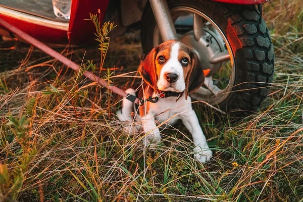Retrato Perrito Beagle Hierba Verde Linda Mascota Encantadora Nuevo Miembro —  Fotos de Stock