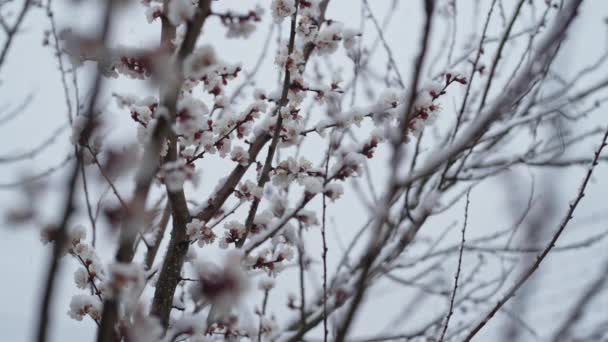 昨年の春の雪の下で庭でアプリコットの木の花 冷たい気温霜 異常な温度だ 気候変動の結果 高品質4K映像 — ストック動画