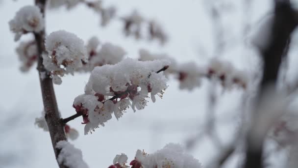 Aprikosträdet Blommar Trädgården Den Tidiga Vårsnön Kall Temperatur Frost Onormal — Stockvideo