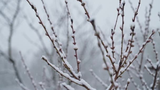 昨年の早春の雪の下で庭の桃の木の花 冷たい気温霜 異常な温度だ 気候変動の結果 高品質4K映像 — ストック動画