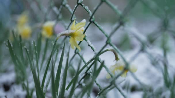 Gul Narcissus Trädgården Förra Våren Snö Kall Temperatur Frost Onormal — Stockvideo