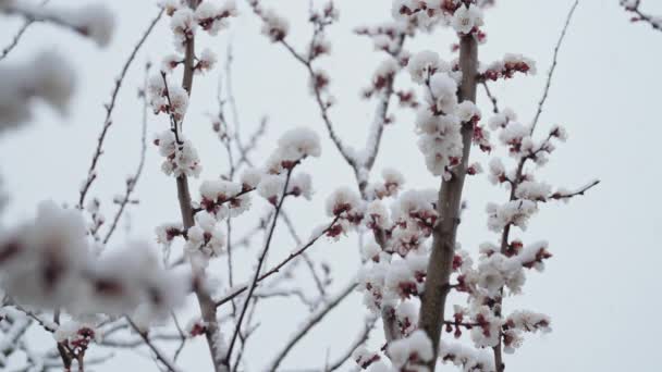 昨年の早春の雪の下で庭の桃の木の花 冷たい気温霜 異常な温度だ 気候変動の結果 高品質4K映像 — ストック動画