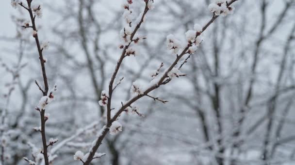 Κερασιά Άνθισε Χειμώνα Στον Κήπο Κάτω Από Τελευταίο Χιόνι Κρύα — Αρχείο Βίντεο