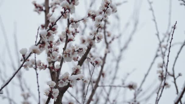 Kirschbaum Blühte Winter Garten Unter Dem Letzten Schnee Kalte Temperaturen — Stockvideo