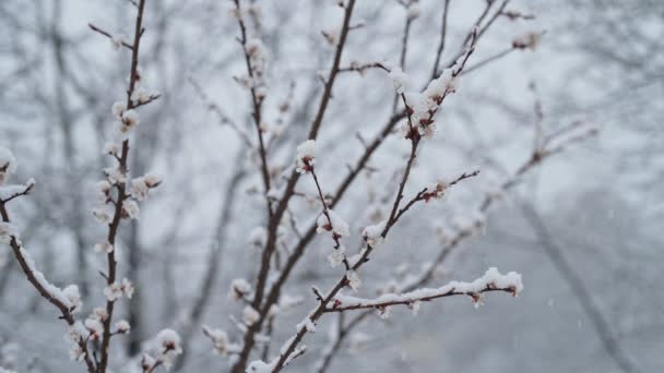 昨年の早春の雪の下で庭にリンゴの木が咲く 冷たい気温霜 異常な温度だ 気候変動の結果 高品質4K映像 — ストック動画