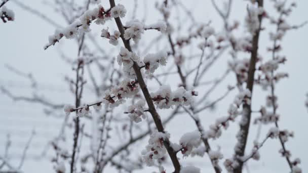 Μηλιά Ανθίζει Στον Κήπο Κάτω Από Ανοιξιάτικο Χιόνι Κρύα Θερμοκρασία — Αρχείο Βίντεο