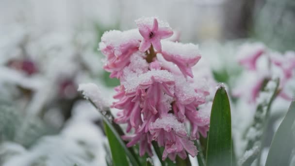 Jacinto Rosa Jardim Abaixo Neve Primavera Passada Temperatura Fria Geada — Vídeo de Stock