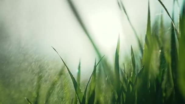 Groen Sappig Gras Gazon Onder Ochtend Regendruppels Natuurlijke Weide Ontspannende — Stockvideo