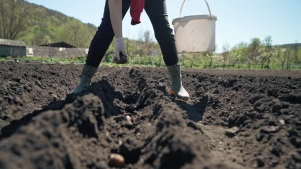 Kobieta Rolnik Sadzenie Ziemniaków Ogrodzie Chernozem Gleby Sezonie Wiosennym Rolnictwo — Wideo stockowe