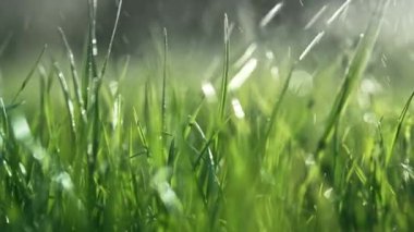 Basit bir arka plan, yeşil taze çimen. Rüzgâr tarafından sallanan doğal çayır. Yüksek kalite 4k görüntü