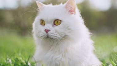 Beyaz İskoçya 'nın sevimli portresi yeşil çimenlik arka planda düz tüylü kedi. Lüks evcil kedi, doğa yürüyüşünde temiz hava soluyor..