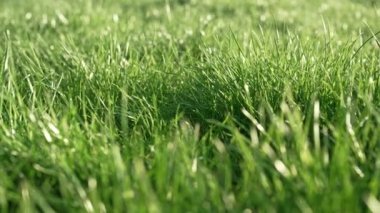 Basit bir arka plan, yeşil taze çimen. Rüzgâr tarafından sallanan doğal çayır. Dolly sürgülü yüksek kalite 4K görüntü