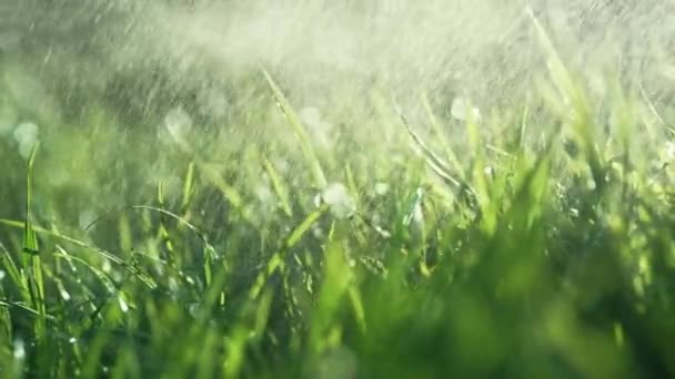 Зеленый Сочный Газон Утренними Дождями Естественный Луг Расслабляющий Романтик Высококачественные — стоковое видео