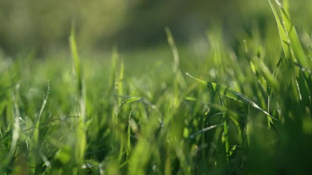Простой Фон Зеленый Газон Свежей Травы Естественный Луг Колеблется Ветра — стоковое видео