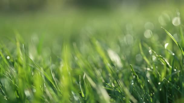 Простой Фон Зеленый Газон Свежей Травы Естественный Луг Колеблется Ветра — стоковое видео