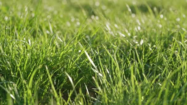 シンプルな背景 緑の新鮮な草の芝生 風の吹きで揺れる自然の牧草地 高品質4K映像 — ストック動画