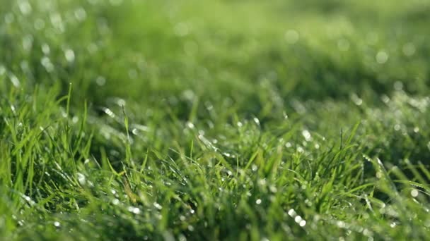 Eenvoudige Achtergrond Groen Vers Gras Gazon Natuurlijke Weide Die Zwaait — Stockvideo
