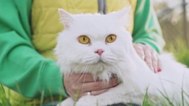  Tüylü kediyi okşayan bir kadın, yeşil çimen arka planı. Evcil kedi yürüyüşe çıktı. Lüks kedi, doğa yürüyüşünde temiz hava soluyor. Evcil sevimli bir hayvanı okşuyor. Sevgi, ilgi