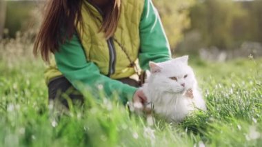  Tüylü kediyi okşayan bir kadın, yeşil çimen arka planı. Evcil kedi yürüyüşe çıktı. Lüks kedi, doğa yürüyüşünde temiz hava soluyor. Evcil sevimli bir hayvanı okşuyor. Sevgi, ilgi