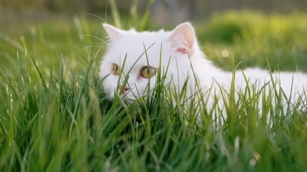 Söt Porträtt Vit Höglandet Rakt Gömmer Fluffig Katt Grön Gräsmatta — Stockvideo
