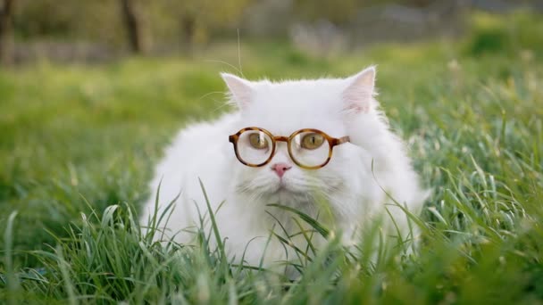Söt Porträtt Vit Höglandet Rakt Fluffig Katt Runda Glasögon Grön — Stockvideo