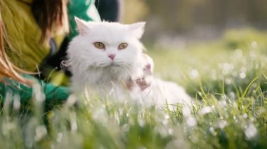 Tüylü kediyi okşayan bir kadın, yeşil çimen arka planı. Evcil kedi yürüyüşe çıktı. Lüks kedi, doğa yürüyüşünde temiz hava soluyor. Evcil sevimli bir hayvanı okşuyor. Sevgi, ilgi