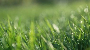 Basit bir arka plan, yeşil taze çimen. Rüzgâr tarafından sallanan doğal çayır. Bahçe bakımı, ot kontrolü. Yüksek kalite 4k görüntü