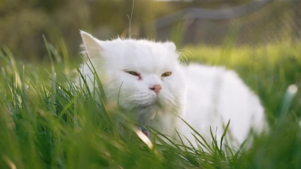 Aranyos Portré Fehér Felföld Egyenes Bolyhos Macska Zöld Gyep Háttér — Stock videók