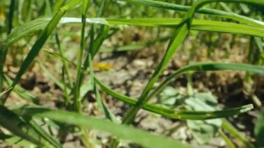 Basit bir arka plan, yeşil taze çimen. Doğal çayır, kamera arka tarafta çimenlerin arasında hareket ediyor. Makro manzara. Yüksek kalite 4k görüntü