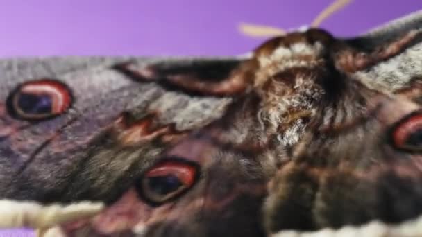Macro Vista Mariposa Nocturna Europea Saturnia Pyri Polilla Pavo Real — Vídeo de stock