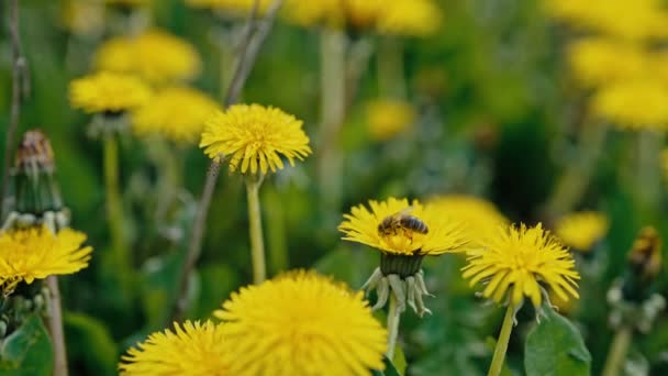 蜜蜂在黄色的蒲公英上采蜜 关于昆虫如何采集花粉的惊人镜头 春季概念 — 图库视频影像