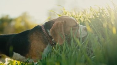 Tatlı av köpeği yeşil taze çimen yiyor. Şehir dışında doğa arka planında yürüyüş yapan güzel bir köpek. Şirin köpekçik. Av cinsi..