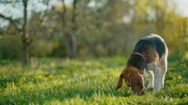 Bir şey arayan sevimli av köpeği, arkasından yeşil taze çimlerdeki kokuyu takip eder. Şehir dışında doğa arka planında yürüyüş yapan güzel bir köpek. Şirin köpekçik. Av cinsi. Boşluğu kopyala.