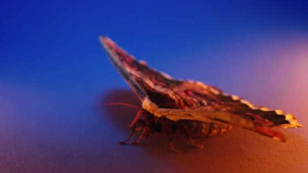 Макровид Европейской Ночной Бабочки Saturnia Pyri Гигантского Павлина Мота Цветным — стоковое видео