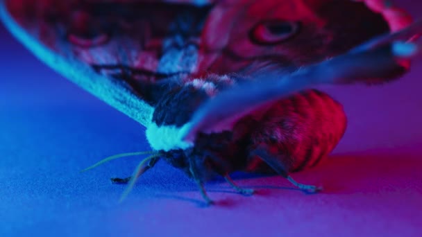 ヨーロッパの夜の蝶のマクロビュー サトニアピリ カラフルなネオンの下で巨大な孔雀の蛾 レッドブックの珍しい昆虫種の驚くべきクローズアップ詳細 高品質4K映像 — ストック動画