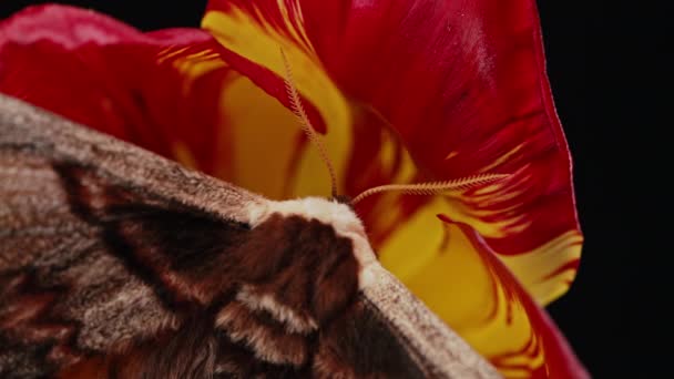Evropský Noční Motýl Saturnia Pyri Obří Páví Můra Sedí Červeném — Stock video