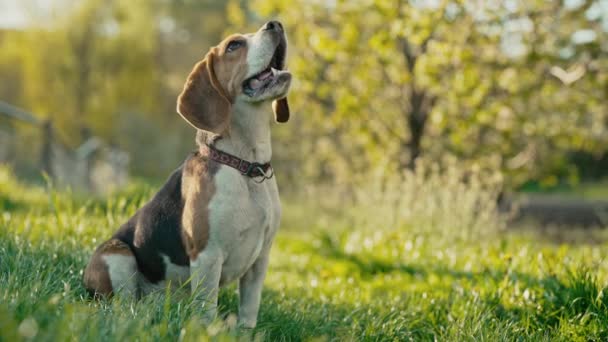 緑の新鮮な草の上にかわいいビーグルの肖像画 街の外の自然を背景に美しい犬 可愛い犬ちゃん 狩りの品種 スペースのコピー — ストック動画